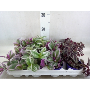 Tradescantia   ...mix