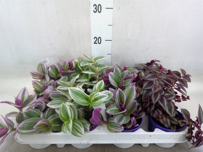 <h4>Tradescantia   ...mix</h4>