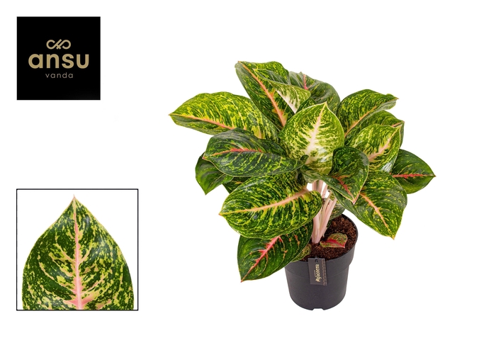 <h4>Aglaonema Spring Red</h4>