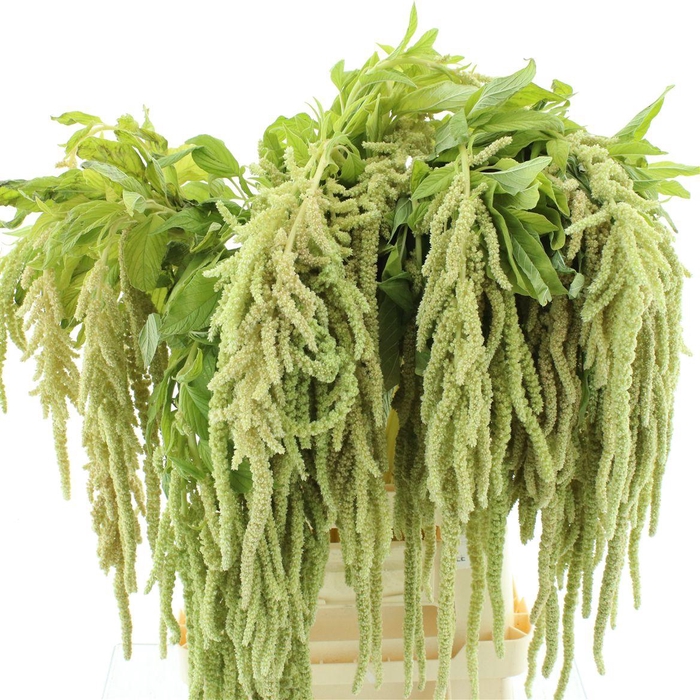<h4>Amaranthus Hang Groen</h4>