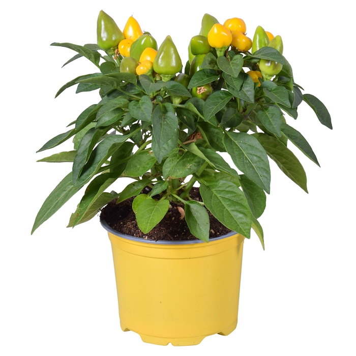 <h4>CAPS AN SAMBA YELLOW</h4>