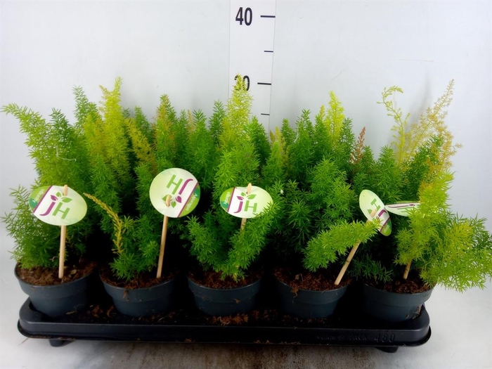 <h4>Asparagus dens. 'Meyers'</h4>