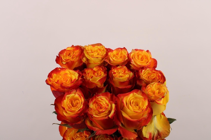 <h4>R Gr High & M Yellow</h4>