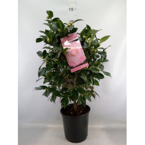 Camellia japonica