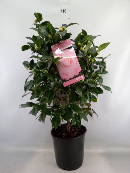 <h4>Camellia japonica</h4>