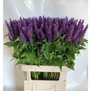 AGASTACHE OV