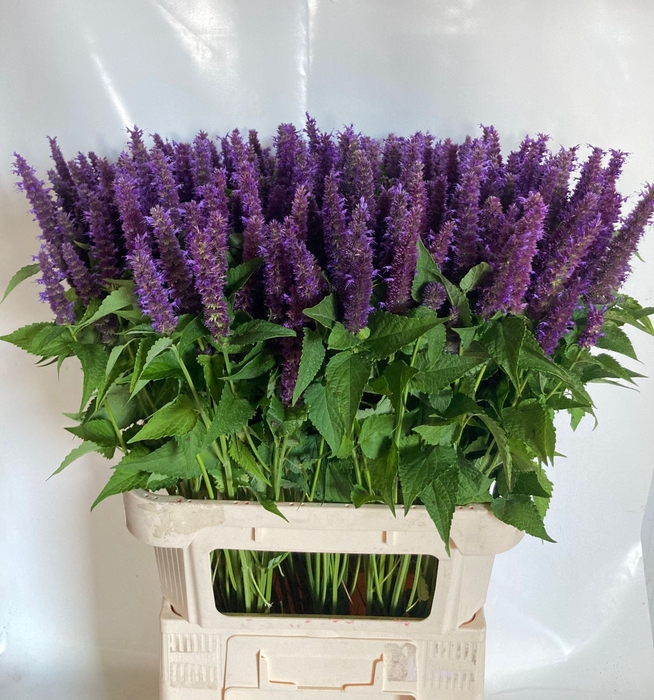 <h4>AGASTACHE OV</h4>