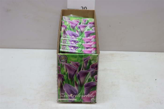 Bol Zantedeschia Purple 10 Zakjes X1