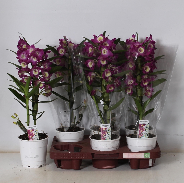 <h4>DEND NOBILE</h4>