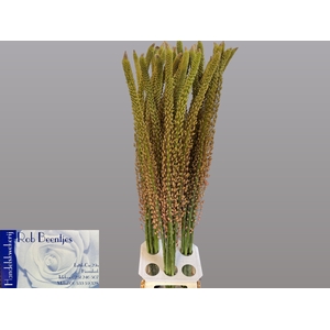 EREMURUS OASE