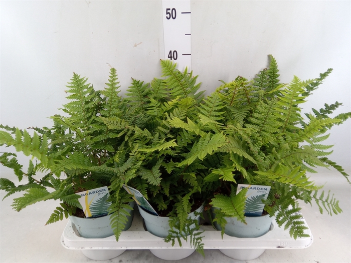 <h4>Dryopteris affinis</h4>