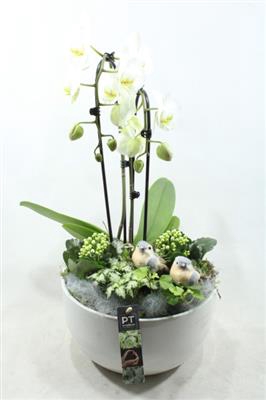 <h4>6373 Ker Wit Phal</h4>