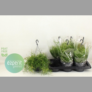 RHIPSALIS EASY SWEET