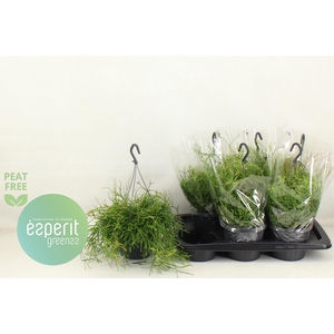 RHIPSALIS EASY SWEET