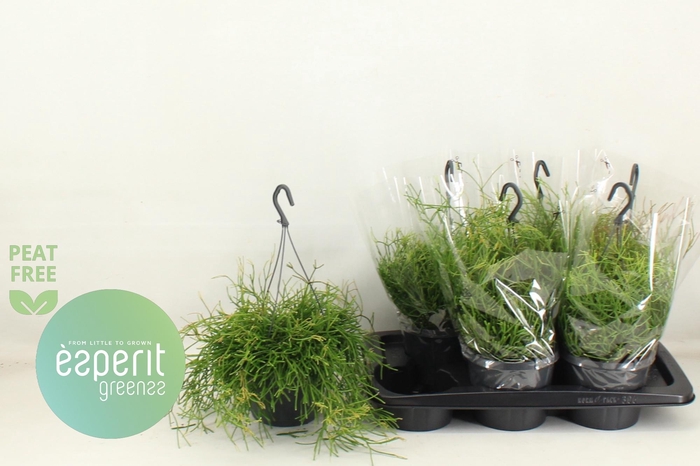 <h4>RHIPSALIS EASY SWEET</h4>