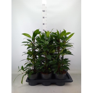 Ficus cyathistipula 'Compacta'