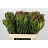 Leucadendron Laurel Yellow