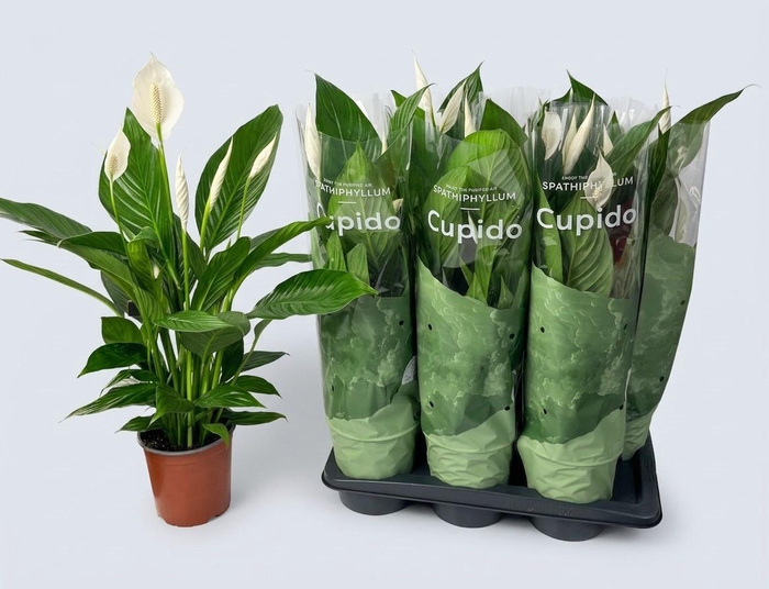 <h4>SPATH BINGO CUPIDO</h4>