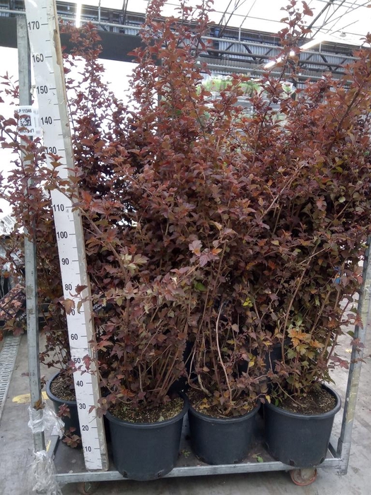 <h4>Physocarpus opulif. 'Lady in Red'</h4>