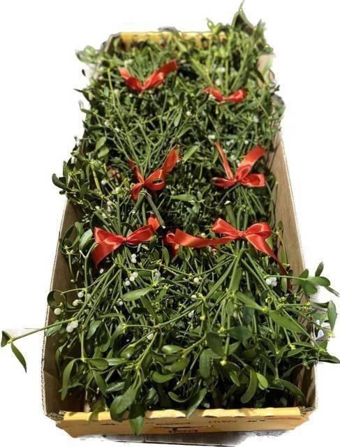 <h4>VISCUM ALBUM</h4>