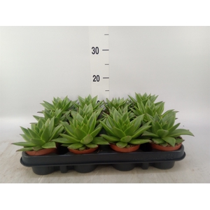 Echeveria agavoides 'Ebony'