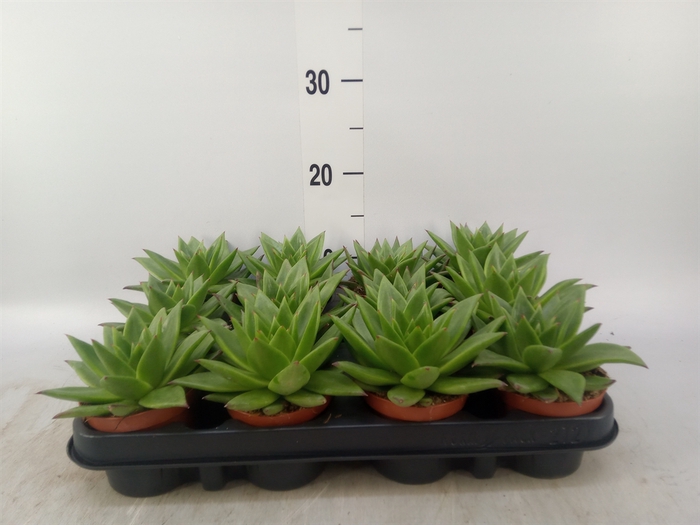 <h4>Echeveria agavoides 'Ebony'</h4>