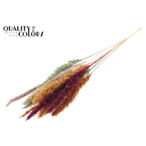 Fluffy Pampas 10pc/bunch Pumpkin Spice