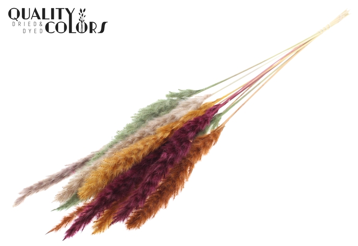 <h4>Fluffy Pampas 10pc/bunch Pumpkin Spice</h4>