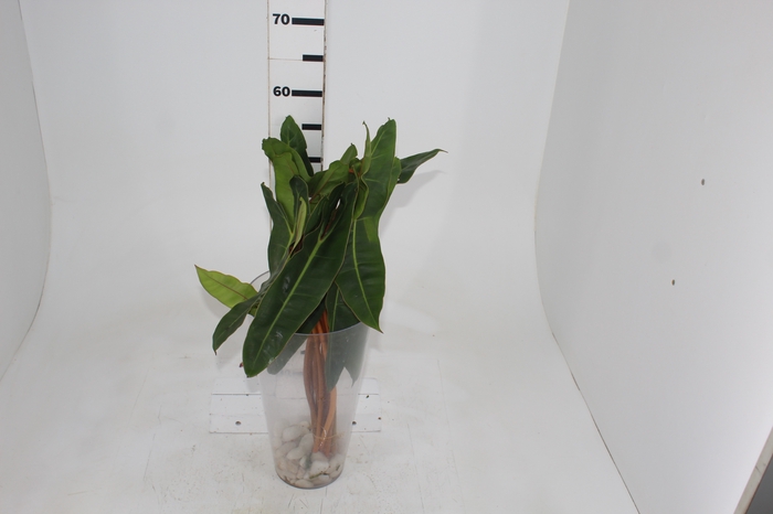 <h4>FOLHAGEM PHILODENDRON BILLIETIAE 040 CM</h4>