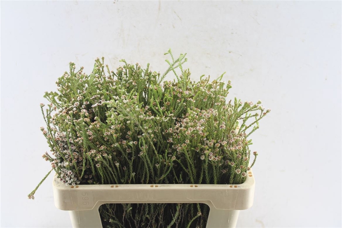 <h4>Kaaps Staavia</h4>