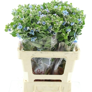 Oxy Co Tan Pure Blu
