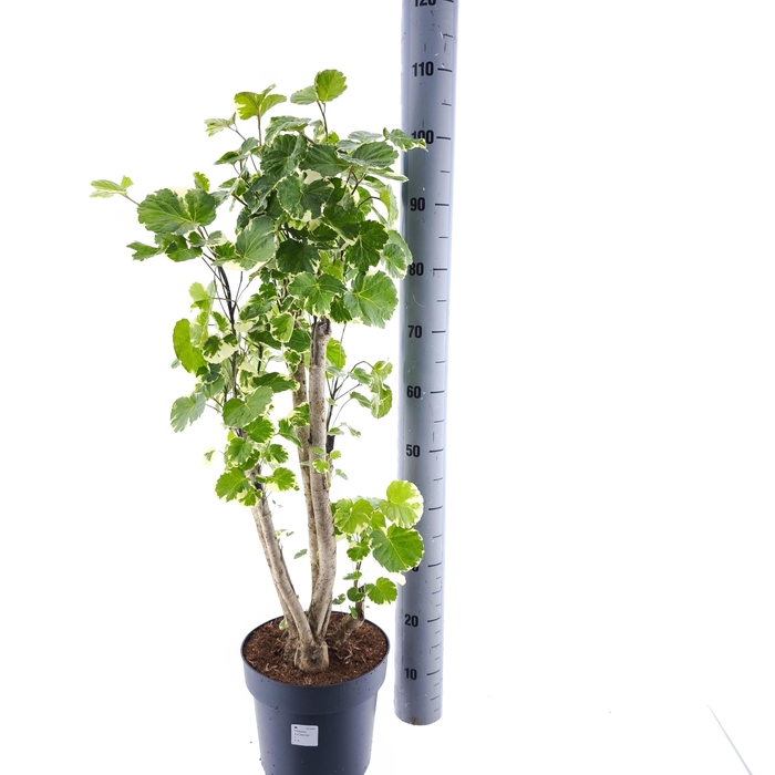 <h4>POLY SC BALFOURII</h4>