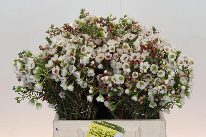 Chamelaucium Moonlight Delight