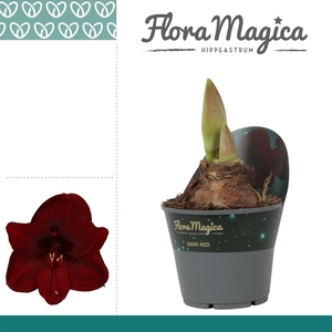 Amaryllis Dark Red 2 Knop Potkraag