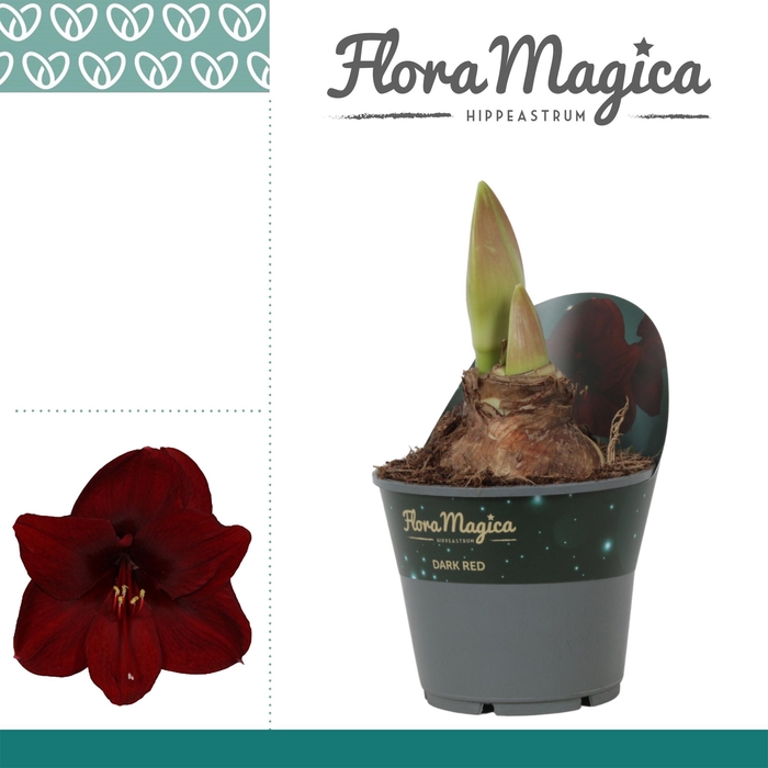 <h4>Amaryllis Dark Red 2 Knop Potkraag</h4>