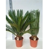 arr8 Cycas Revoluta