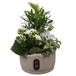 PTIB5106 Arrangementen kamerplanten