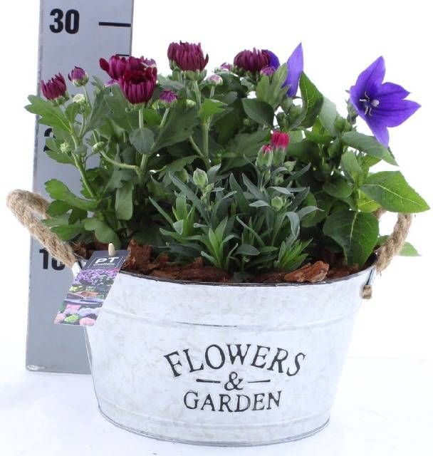 <h4>ARR TUINPLANTEN</h4>
