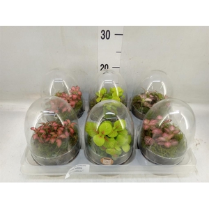 Arr.   Kamerplant Groen H%