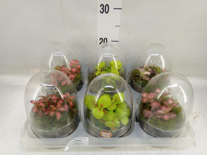 <h4>Arr. Kamerplant Groen H%</h4>