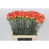 Dianthus St Rita