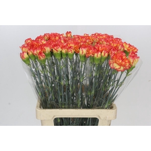 Dianthus St Rita