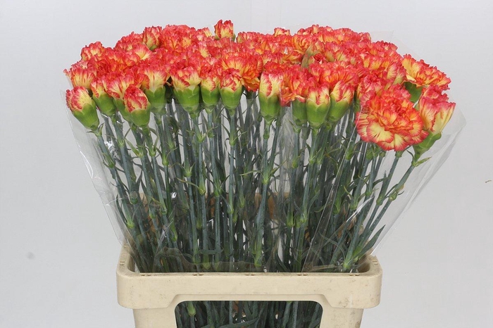 <h4>Dianthus St Rita</h4>