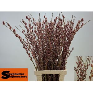 SALIX G PINK CUSHION