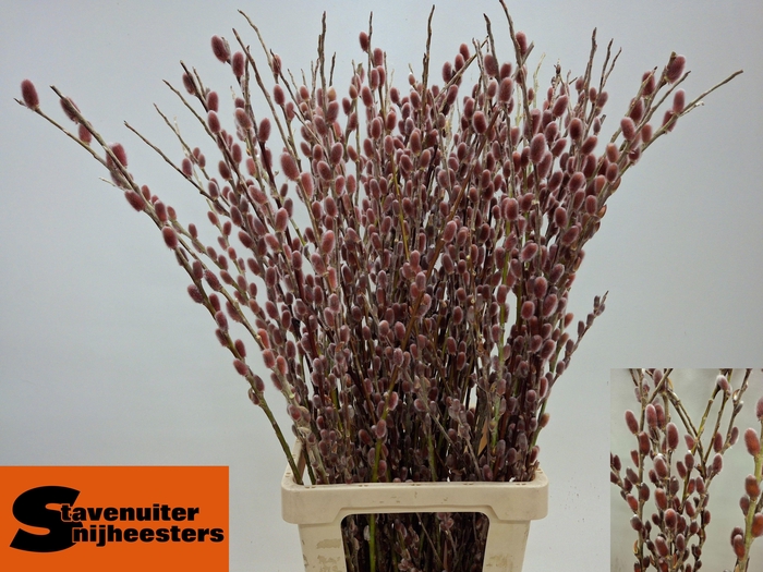 SALIX G PINK CUSHION