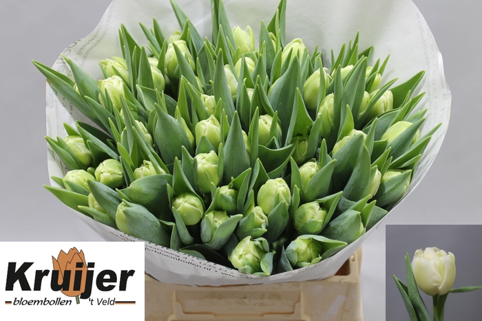 <h4>TU DU VERONA</h4>