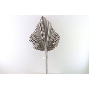 Dried Palm Spear W Wash Xl W45 P Stem