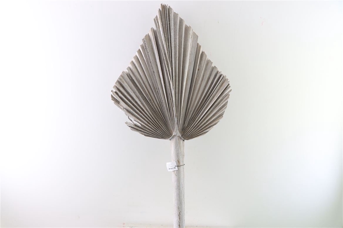 <h4>Dried Palm Spear W Wash Xl W45 P Stem</h4>