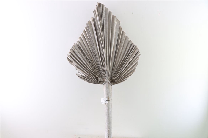 Dried Palm Spear W Wash Xl W45 P Stem