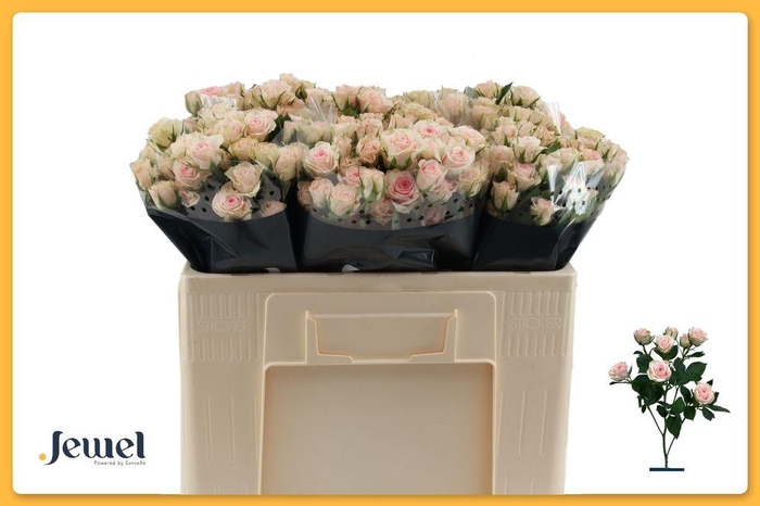 <h4>Rosa spray severina</h4>